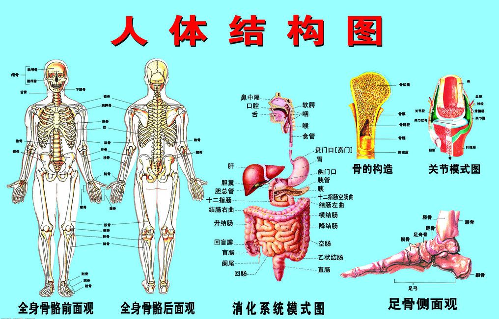 人体各个器官分布图图片