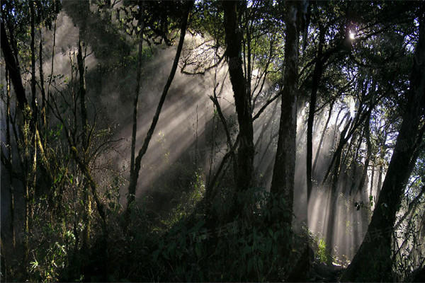 大沙河银杉自然保护区图片